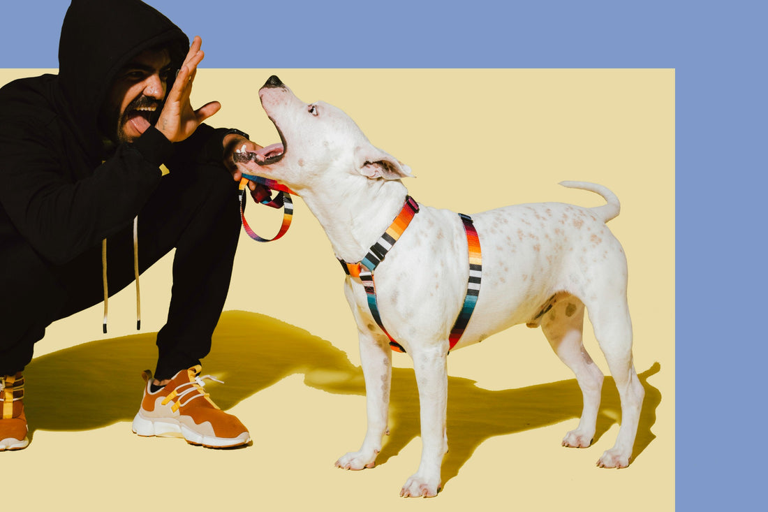 ¿Cuál es el arnés adecuado para mi perro?