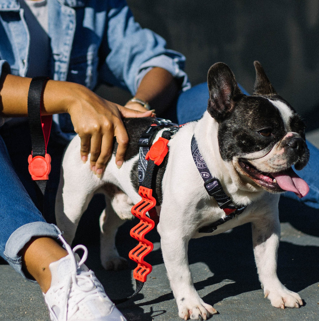 Bulldog francés y sus características