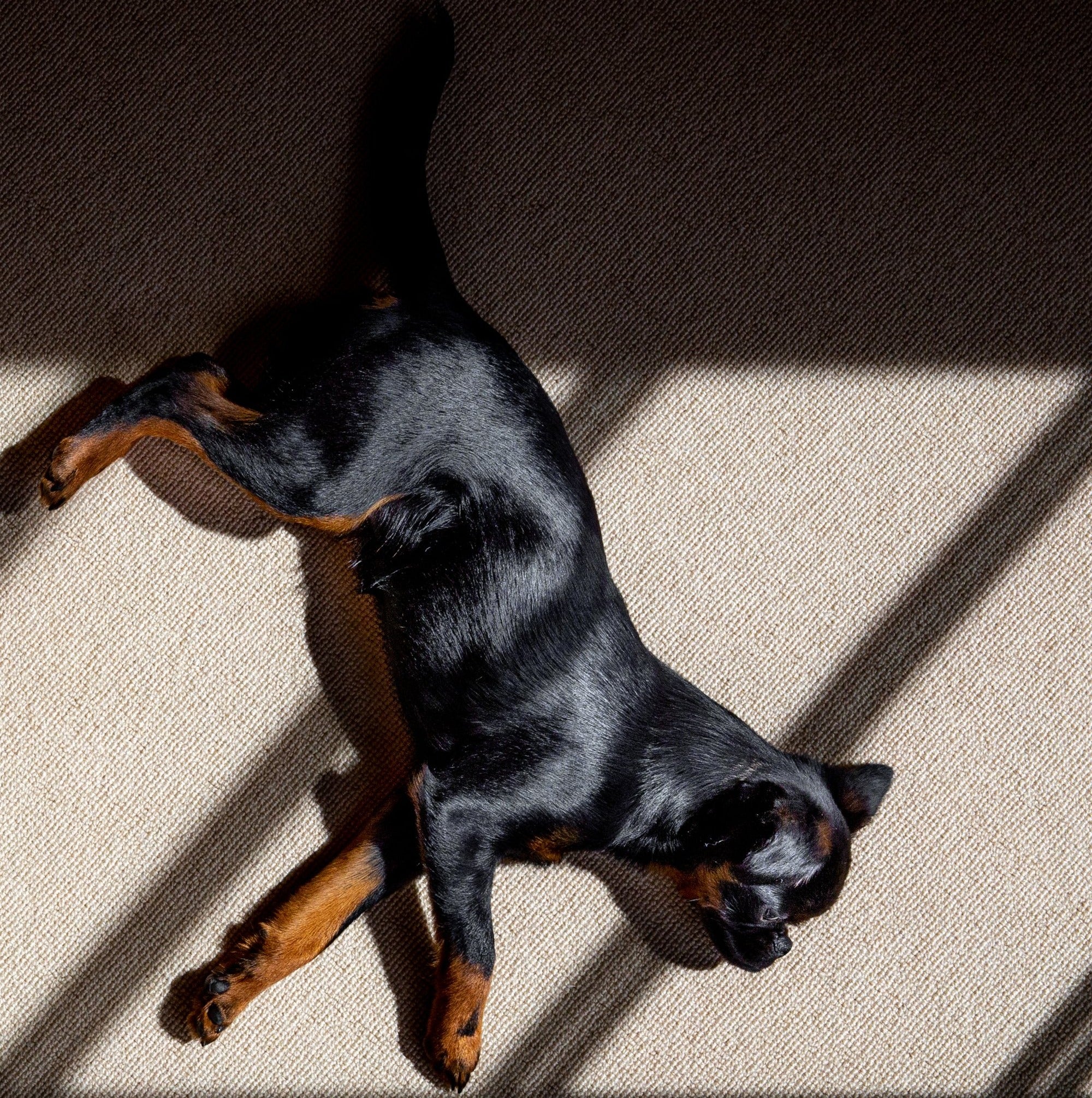 puede un humano contraer pulgas de un perro