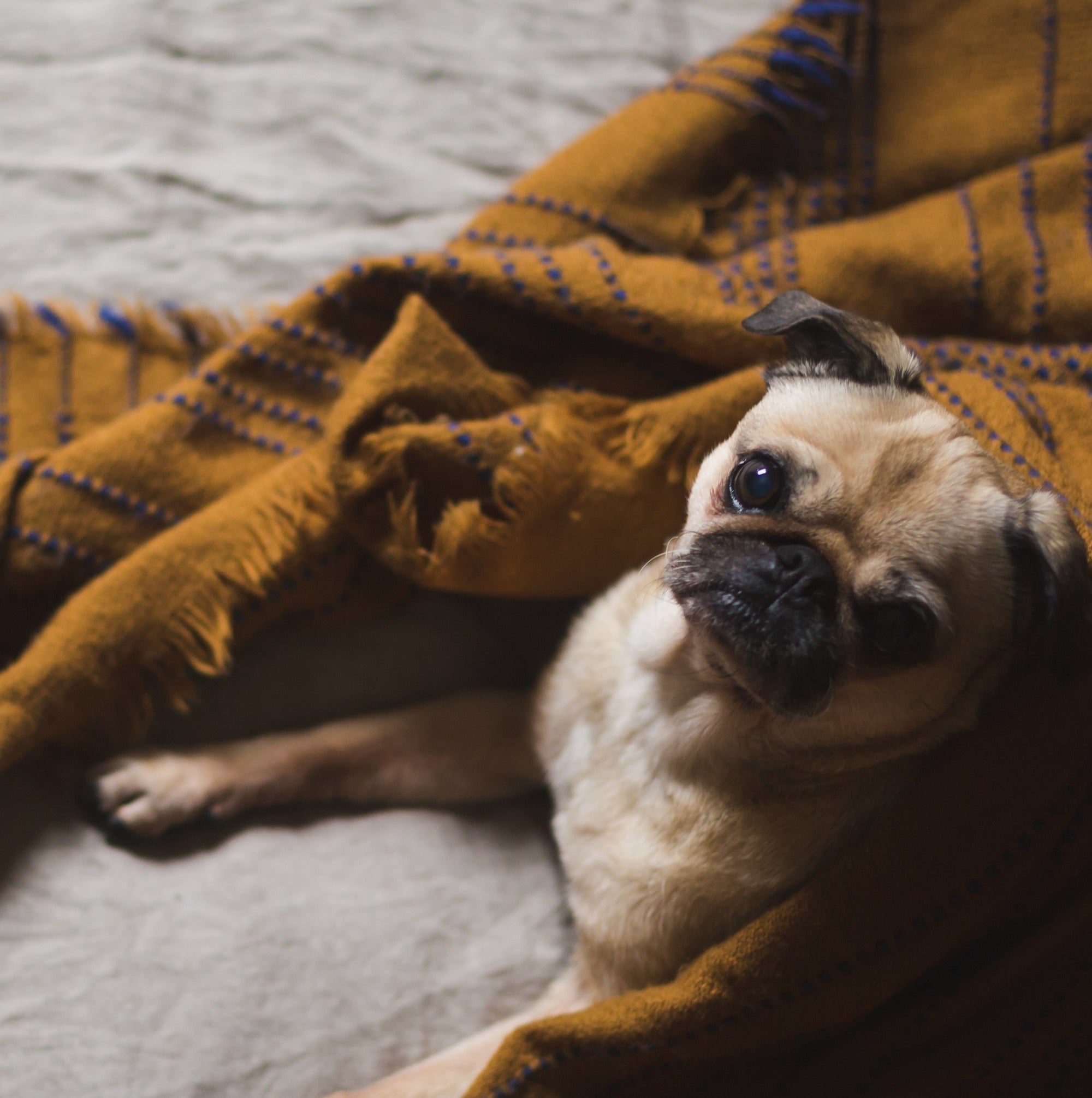 es un pug un tipo de terrier