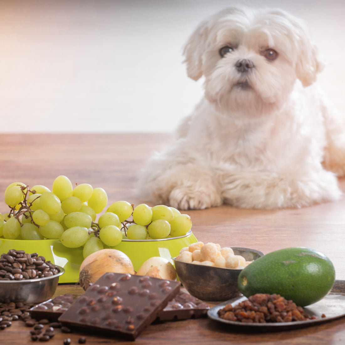 Alimentos que no debes dar a tu mascota