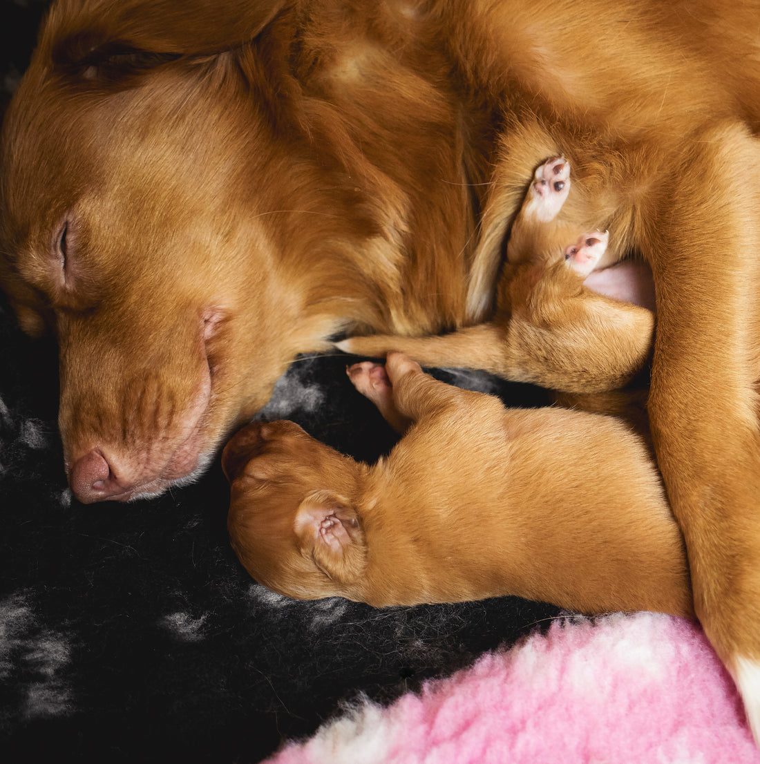 Atenciones en el embarazo de una perrita