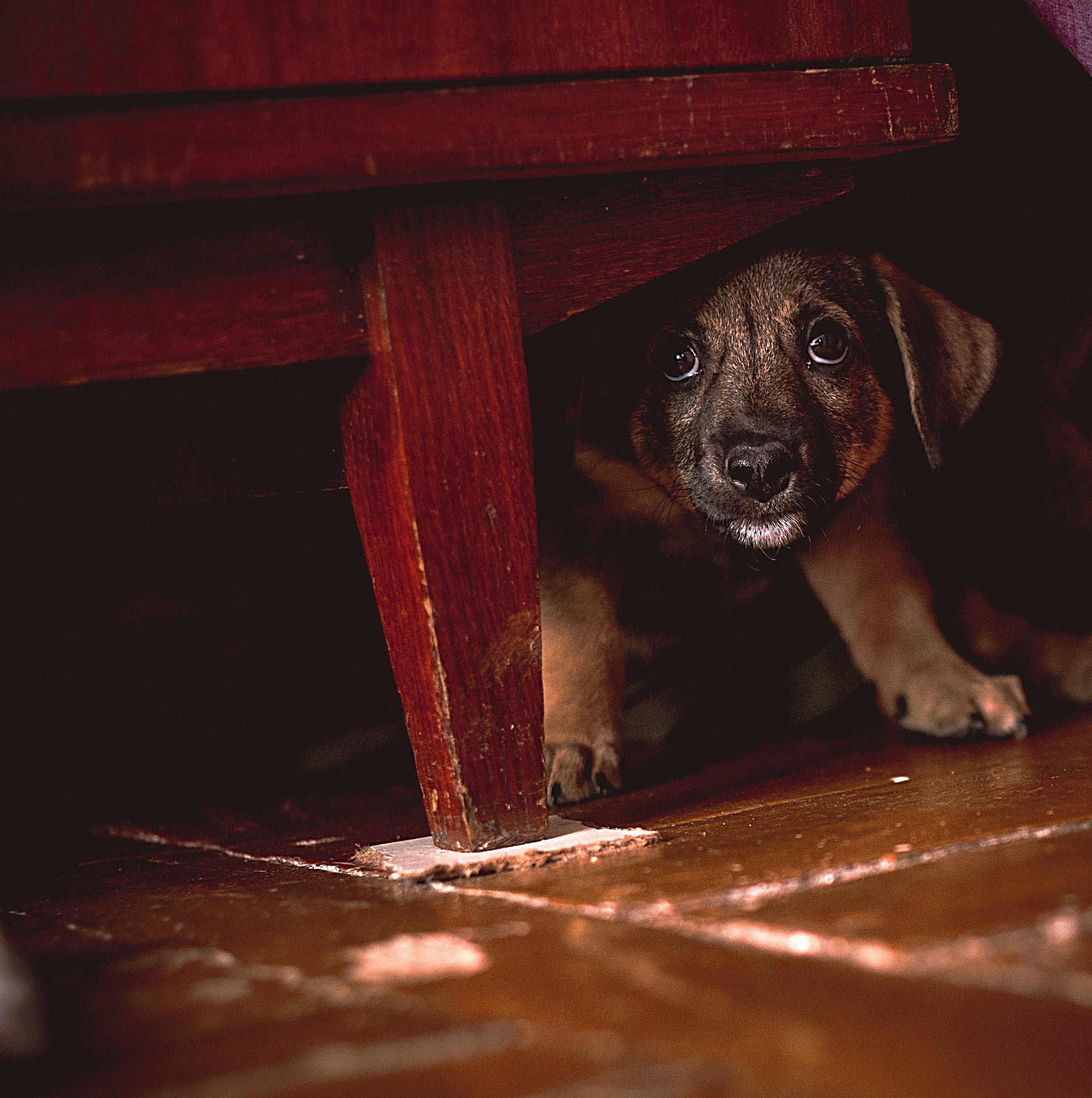 como se llama el miedo a los perros