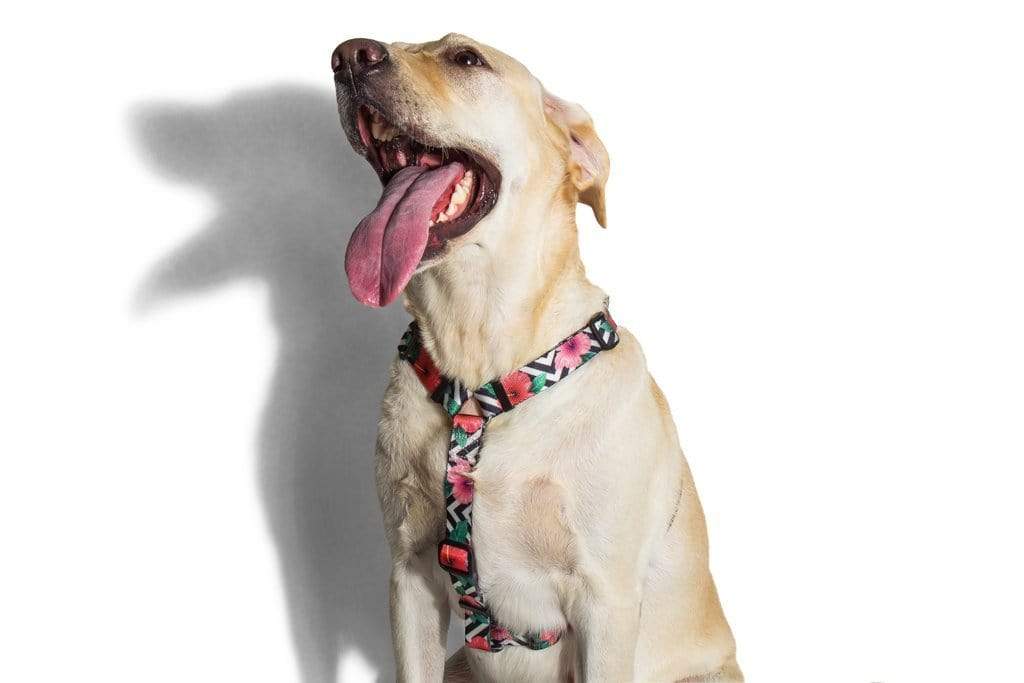 ZeeDog Harnesses H-Harness para Perros Mahalo