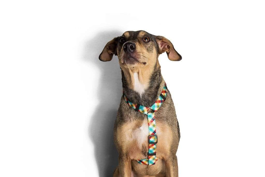 ZeeDog Harnesses H-Harness para perros Phantom
