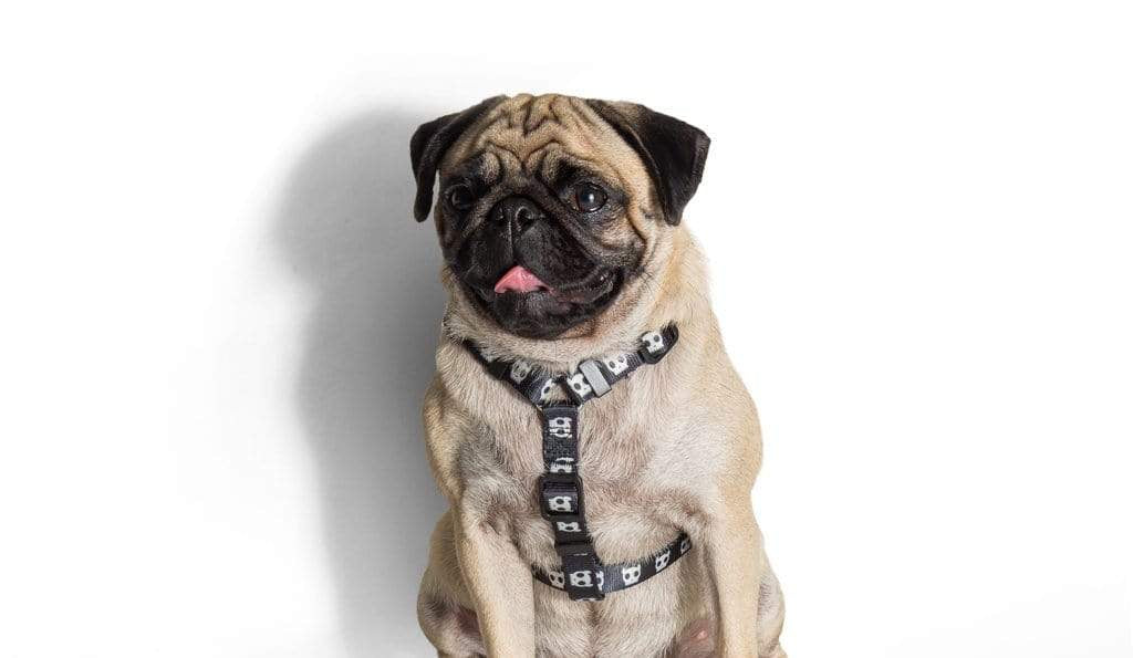 ZeeDog Harnesses H-Harness para perros Skull