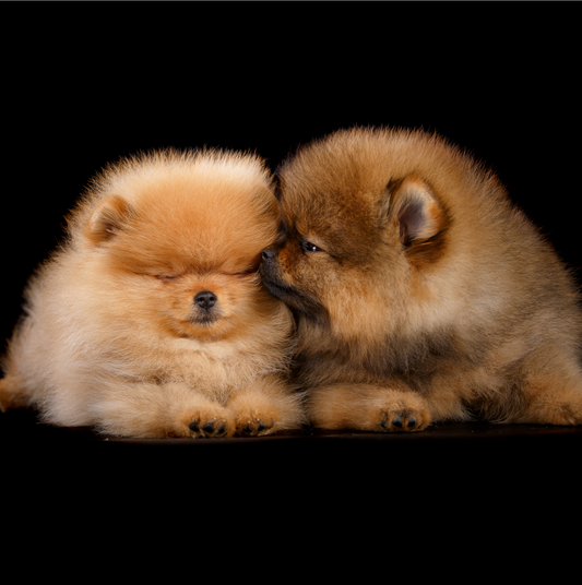 10 razas de perros pequeños más populares