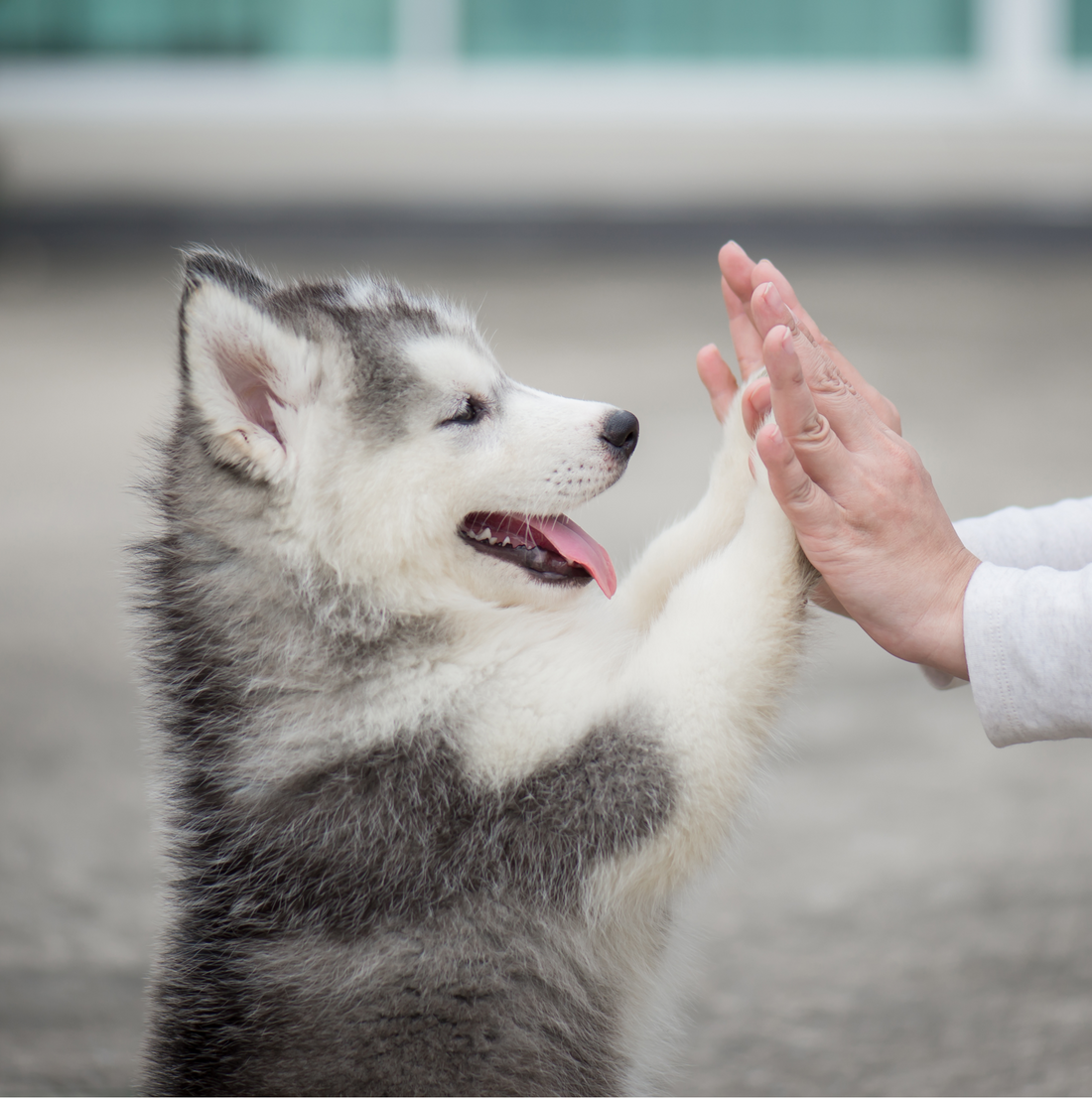Cómo cuidar a un husky cachorro