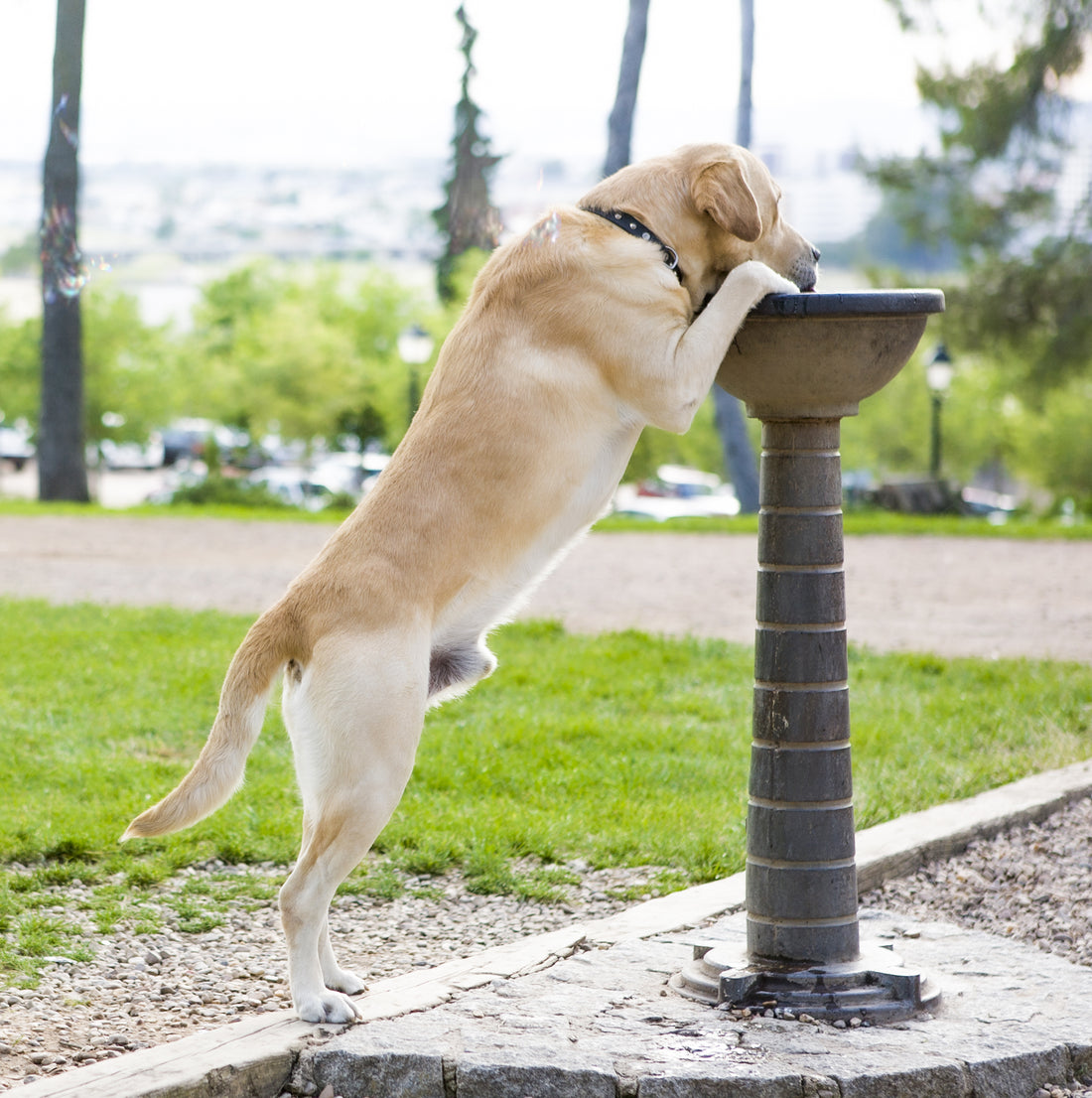 Consejos para la hidratación de tu mascota